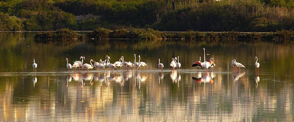 A flock of pink flamingos wading in the calm water of the Calpe salt lake (Las Salinas), with their reflections shimmering on the surface during sunset.