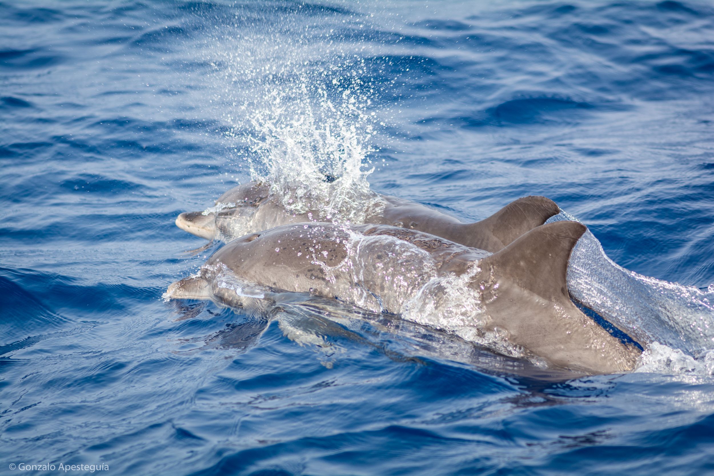 2 dolphins, surfacing during their migration past the Costa Blanca, Spain.