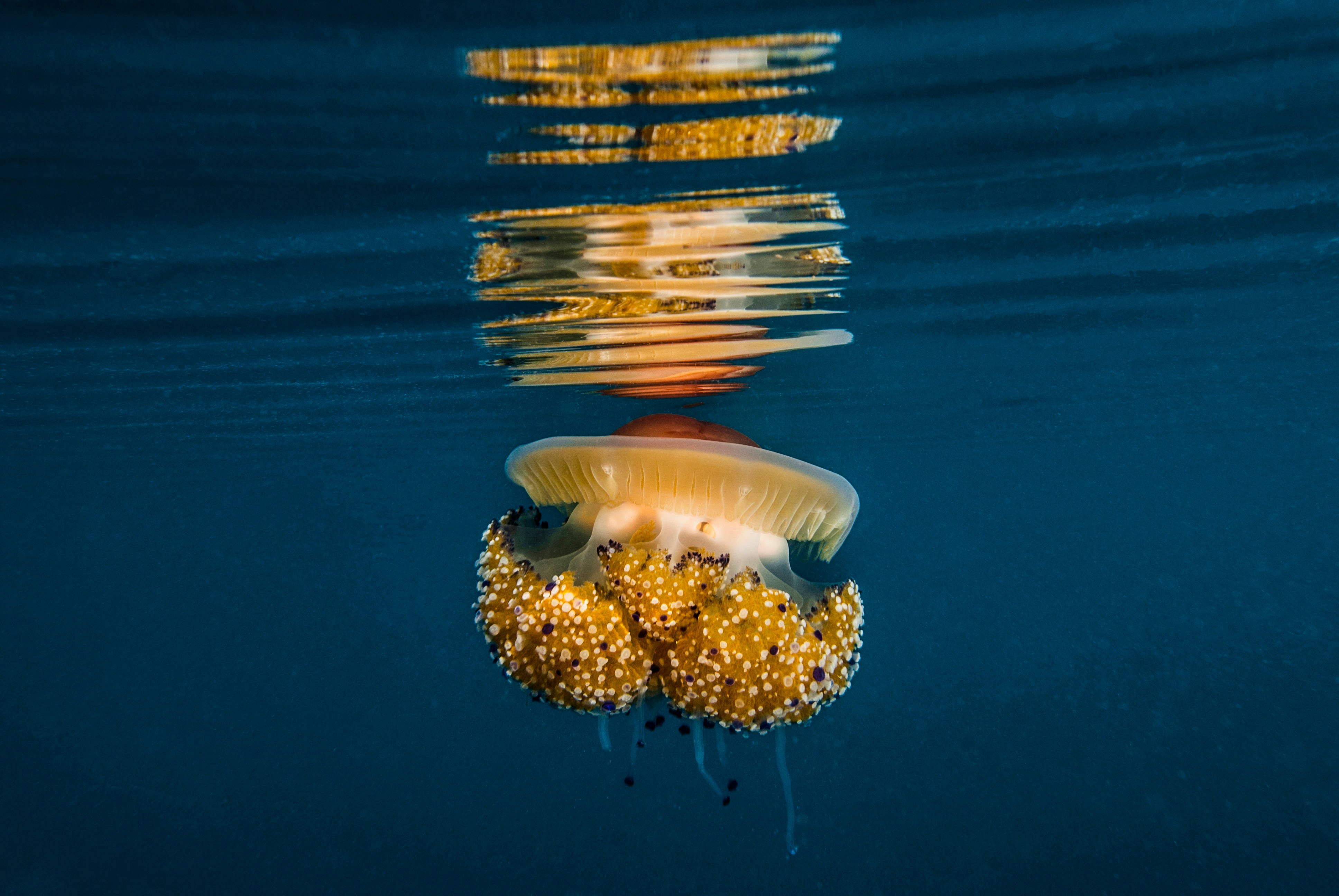The sea surface on the Costa Blanca with fried egg jellyfish during the 2025 bloom.
